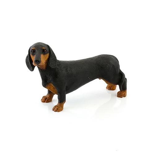 Dog dachshund - dog,